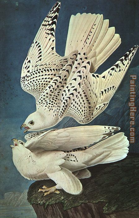 White Gerfalcons painting - John James Audubon White Gerfalcons art painting